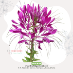 Purple Spider Flower