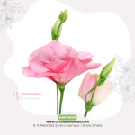 Pink Stoma Fresh Flower Stem