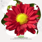 Red Chandramollika Fresh Flower