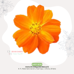Orange Cosmos Fresh Flower