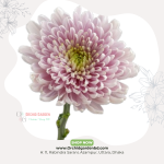 Light Pink Chandramollika Fresh Flower