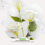 White Lisianthus Fresh Flower Stem