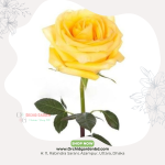 Yellow Rose Bangla 1 Piece