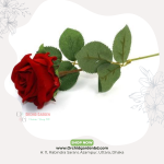 Red Rose Local 1 Piece