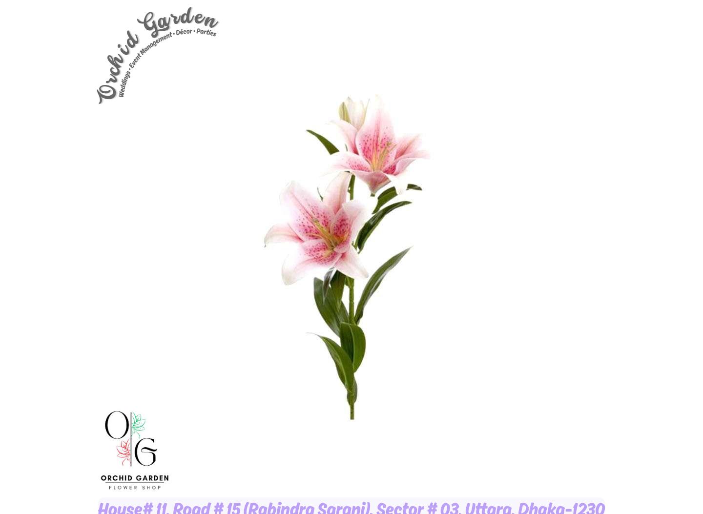 2200281843190.jpg Bangkok Flower Premium Lily 1 Bouquet - Image 1