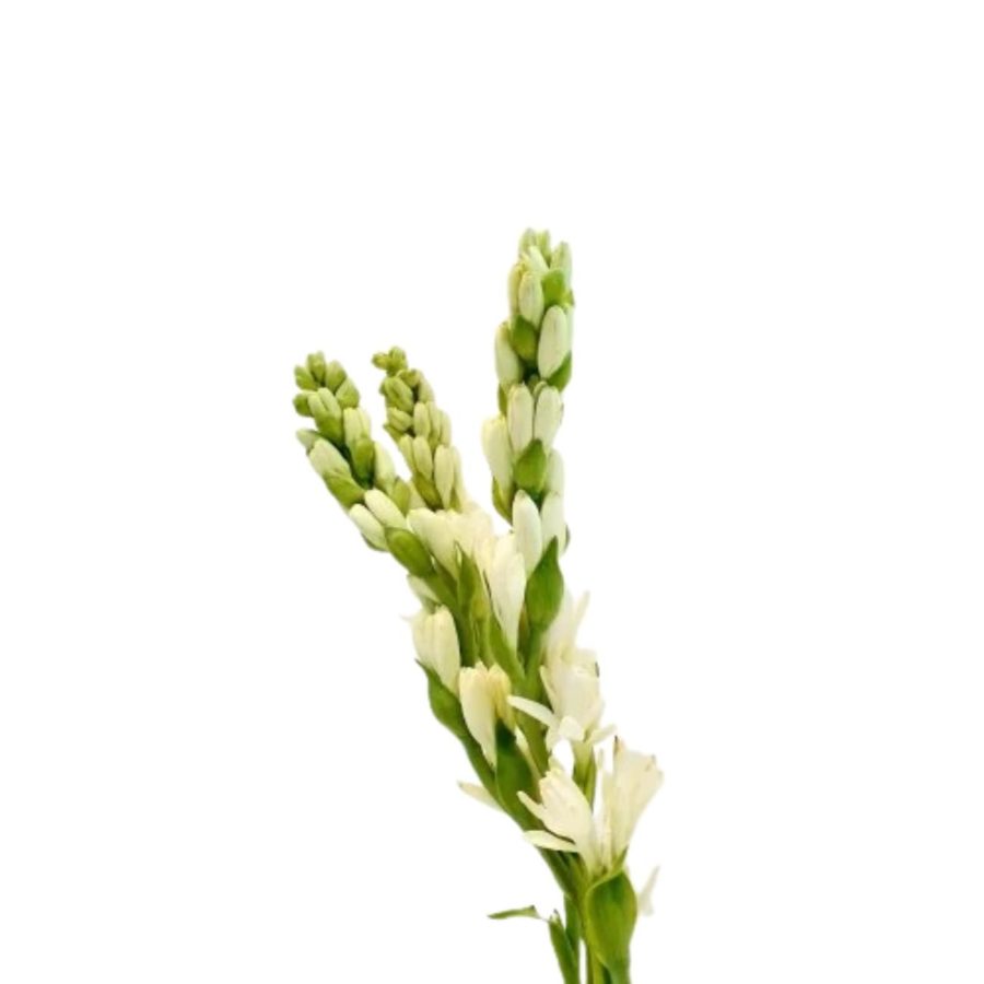 Rajanigandha Flower Stick 1 Piece