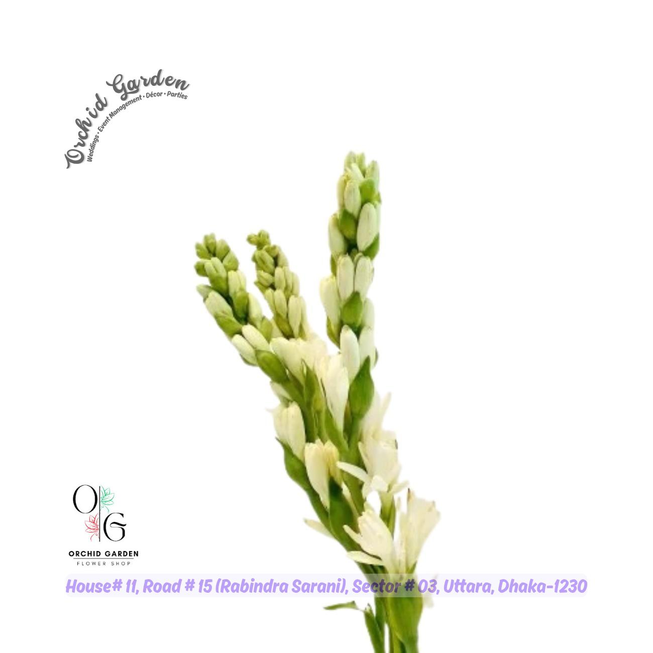 67a1c302769464eec757fb76.jpg Rajanigandha Flower Stick 1 Piece - Image 1