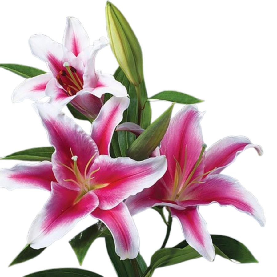 Lily Flower Stick 1 Piece - Image 1