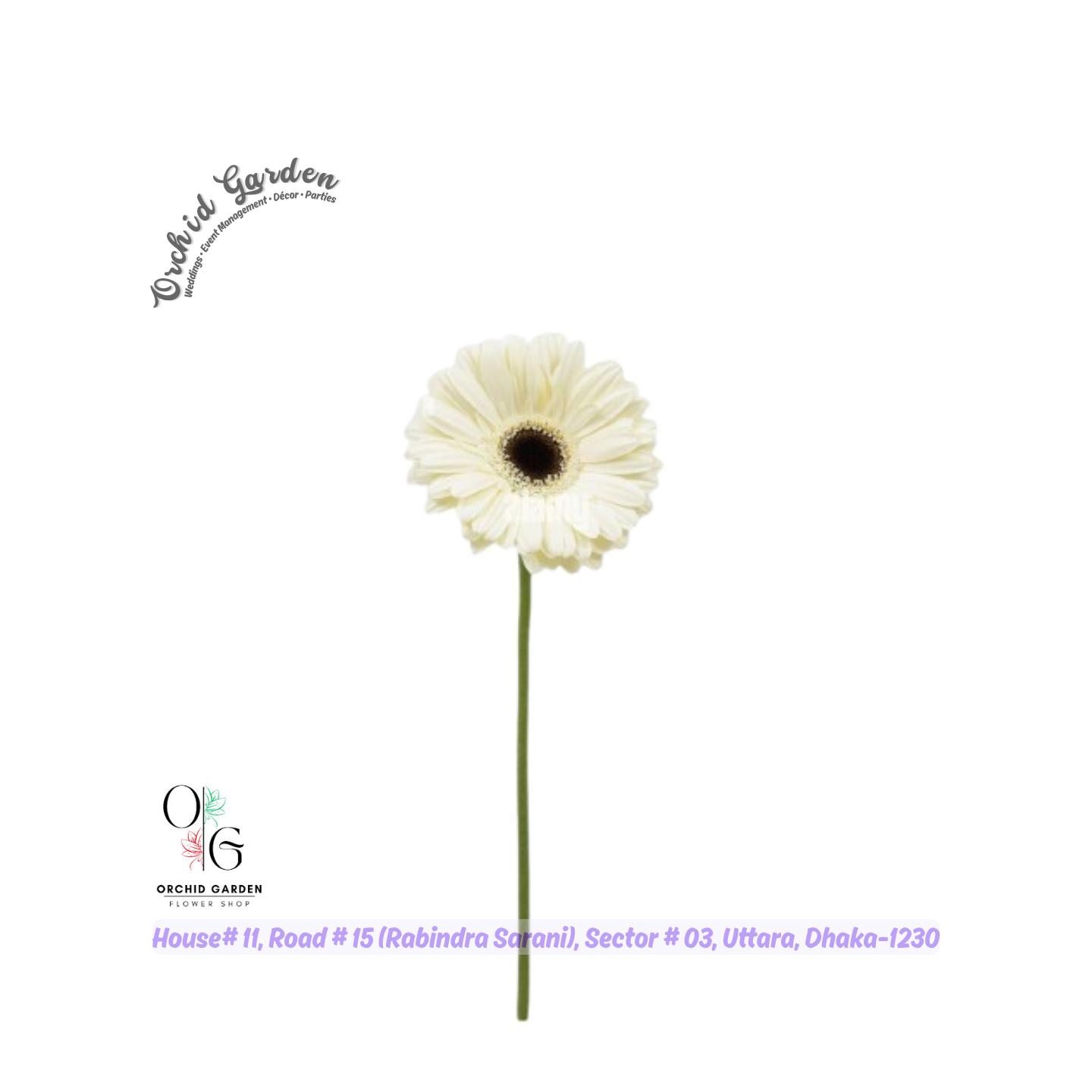 67a1c451769464eec757fbd3.jpg Gerbera Flower White 1 Piece - Image 1