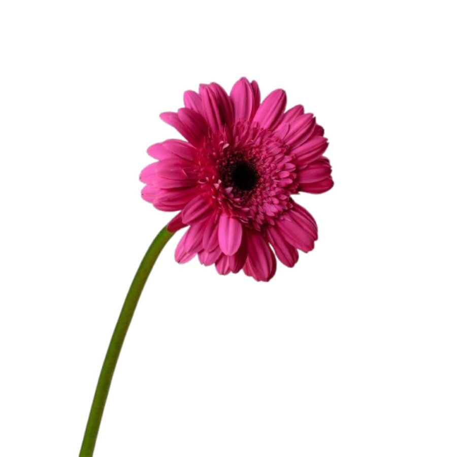 Gerbera Flower Pink 1 Piece - Image 1