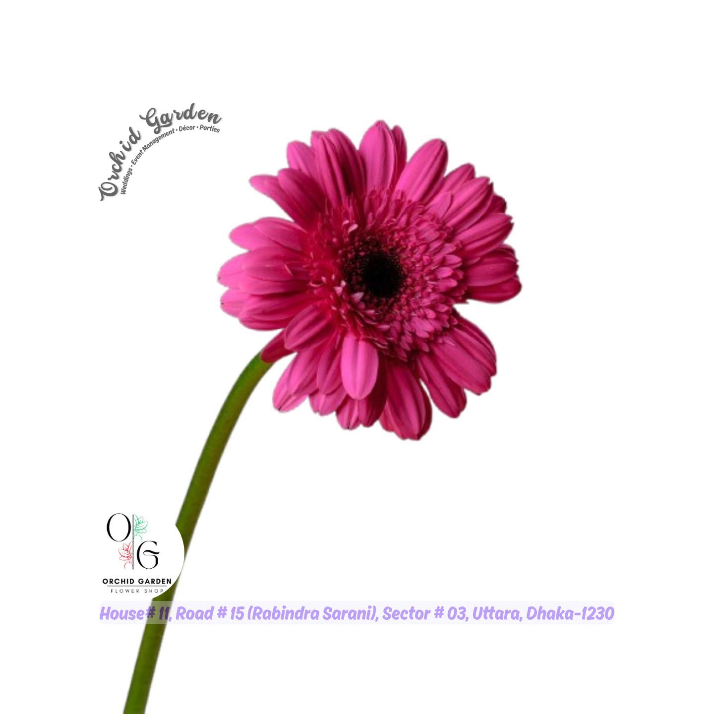 67a1c6ff769464eec757fc0c.jpg Gerbera Flower Pink 1 Piece - Image 1