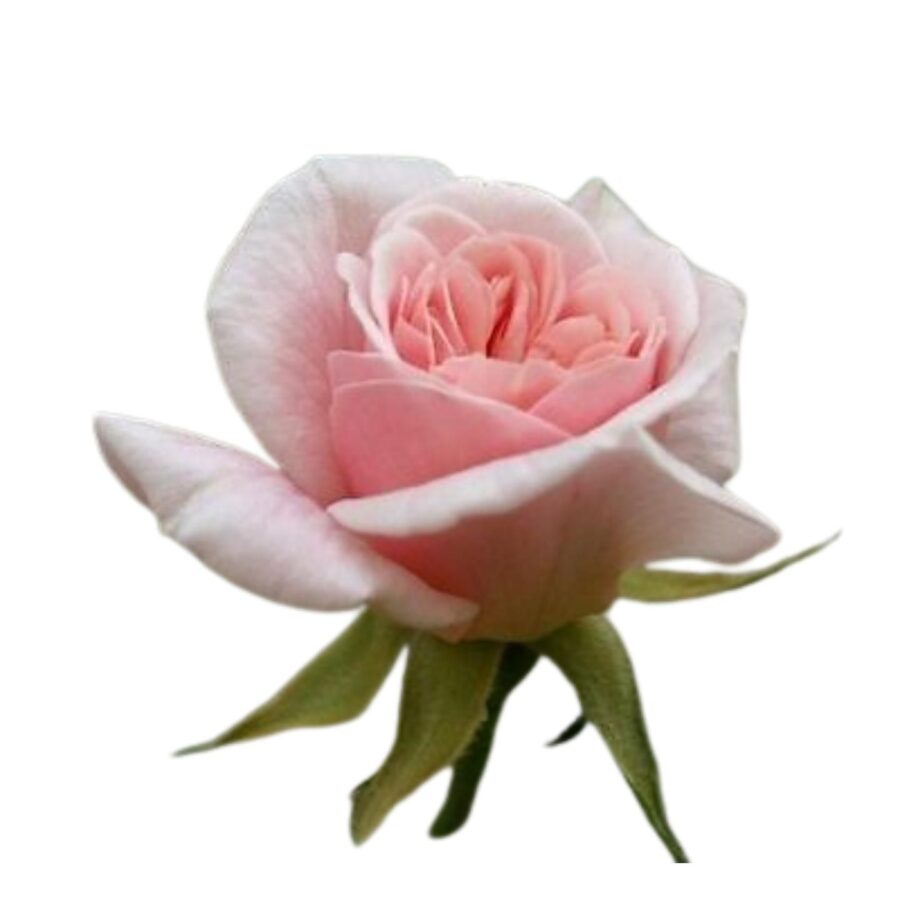 Baby Pink Chinese Rose 1 Piece - Image 1