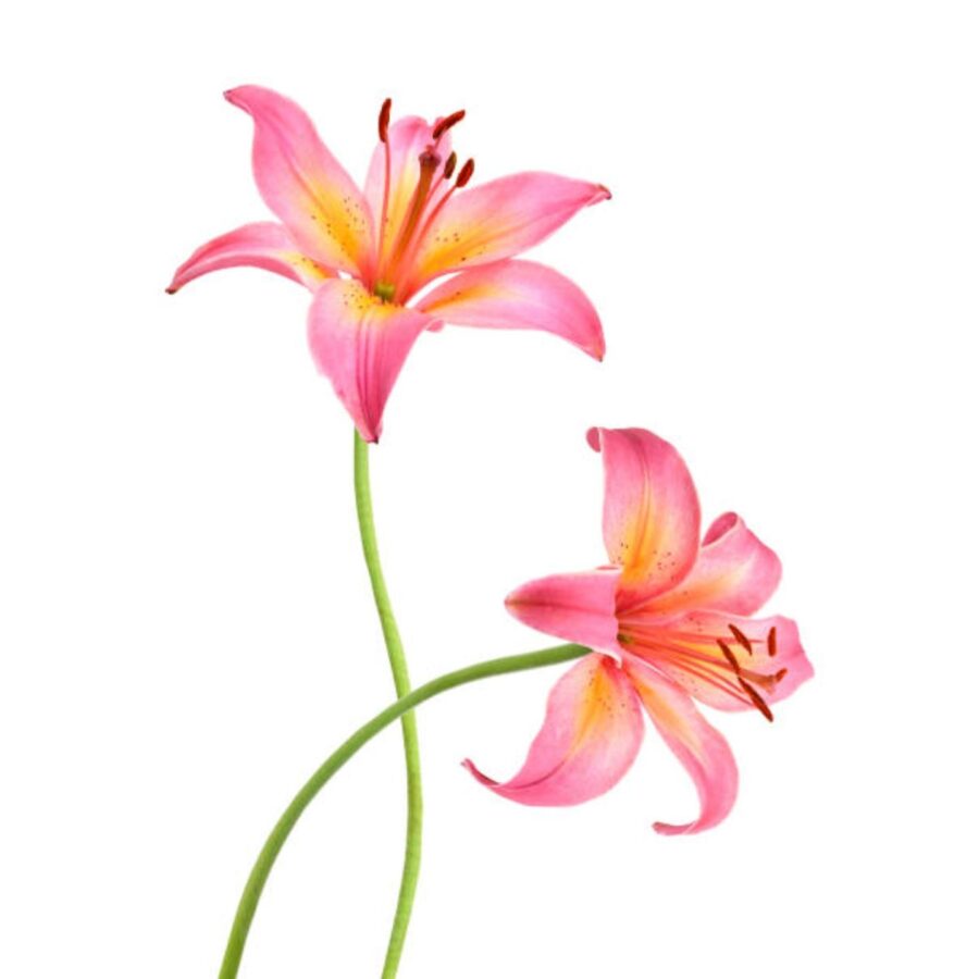 Pink Lily Stick 1 Piece