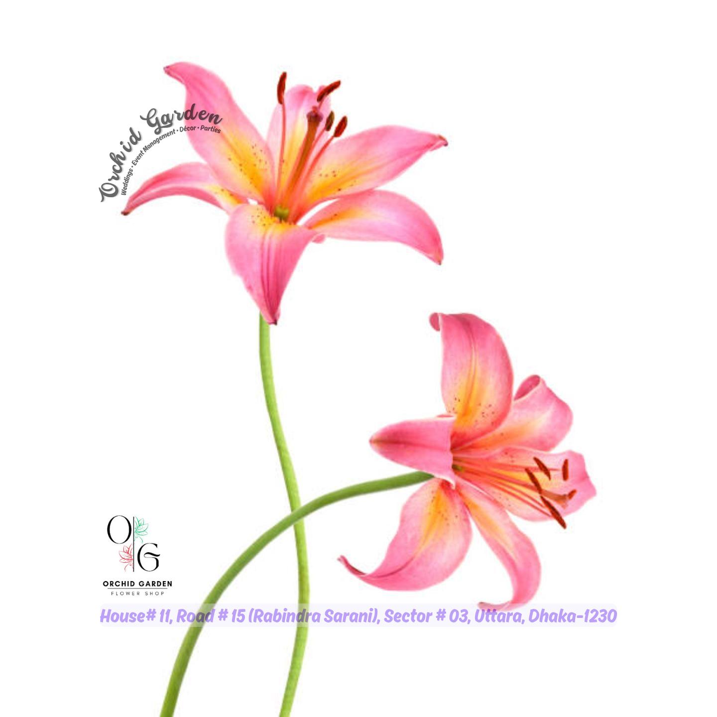 67a1df62769464eec757fe2e.jpg Pink Lily Stick 1 Piece - Image 1