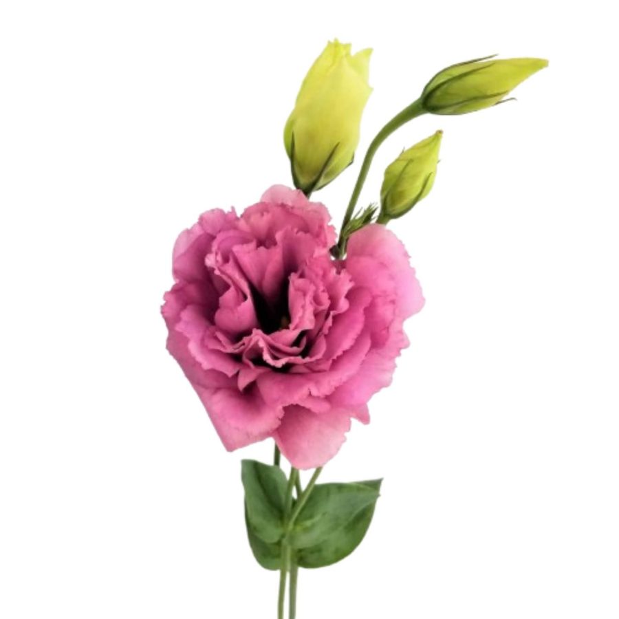 Eustoma Flower Stick 1 Piece