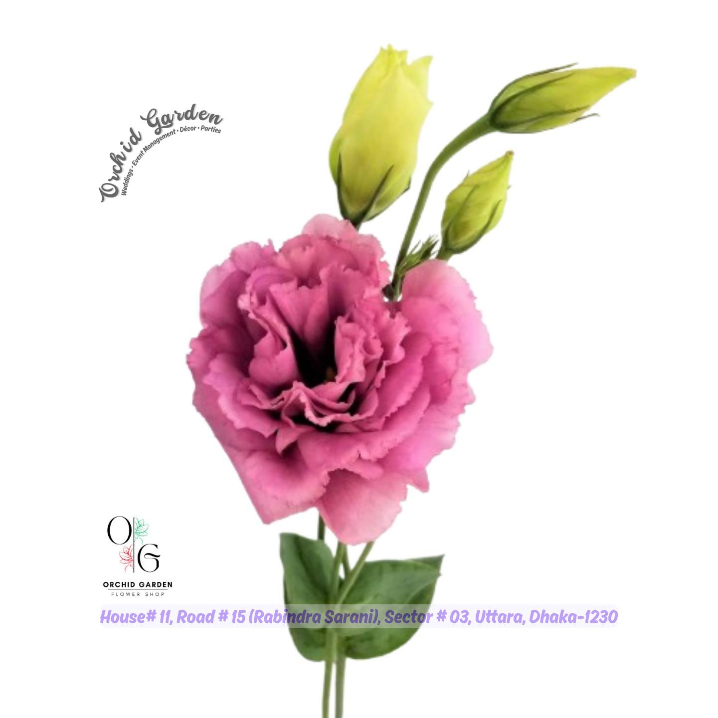 67a1ec80769464eec757ff0c.jpg Eustoma Flower Stick 1 Piece - Image 1