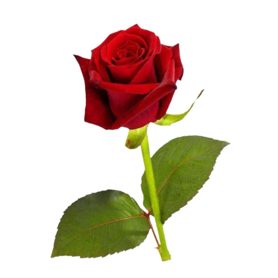 Chinese Red Rose 1 Piece