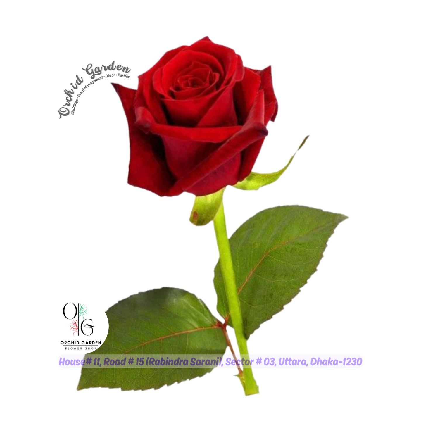 67a1ed10769464eec757ff3c.jpg Chinese Red Rose 1 Piece - Image 1
