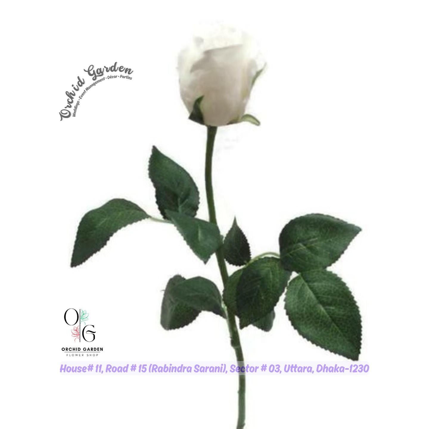 67a9f8c0b2051b20306e5226.jpg Off White Rose 1 Piece - Image 1