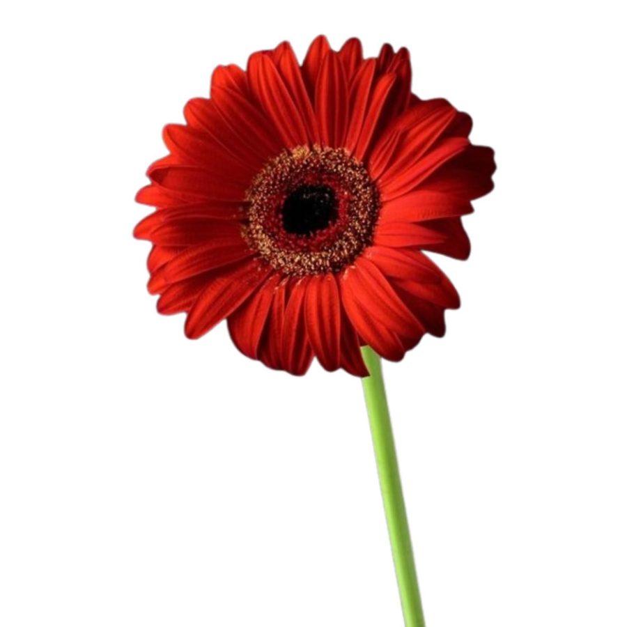 Red Carnation Flower Stick 1 Piece