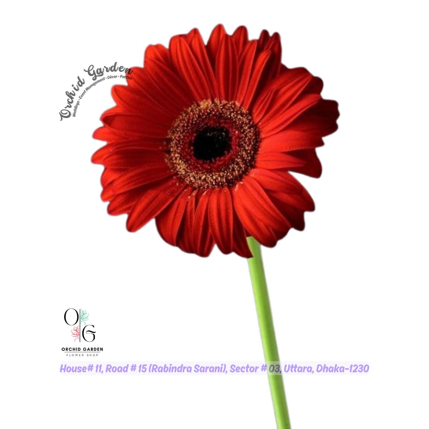 67a9f98e42b9d64e5e7d953f.jpg Red Carnation Flower Stick 1 Piece - Image 1