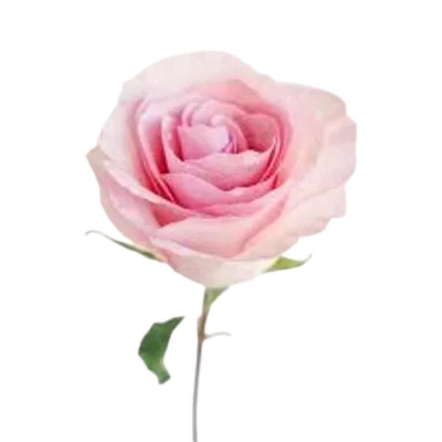 Pink Chinese Rose 1 Piece