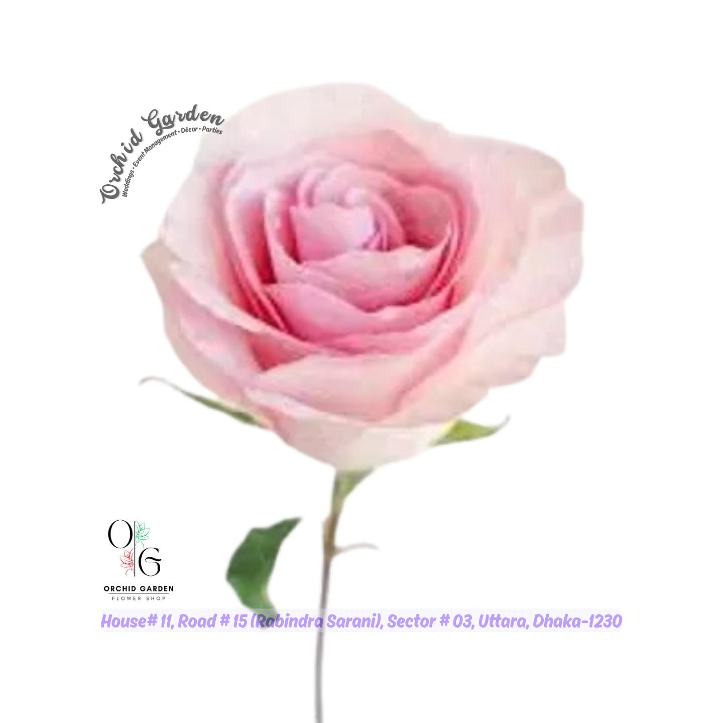 67ac4a2642b9d64e5e7d9a68.jpg Pink Chinese Rose 1 Piece - Image 1