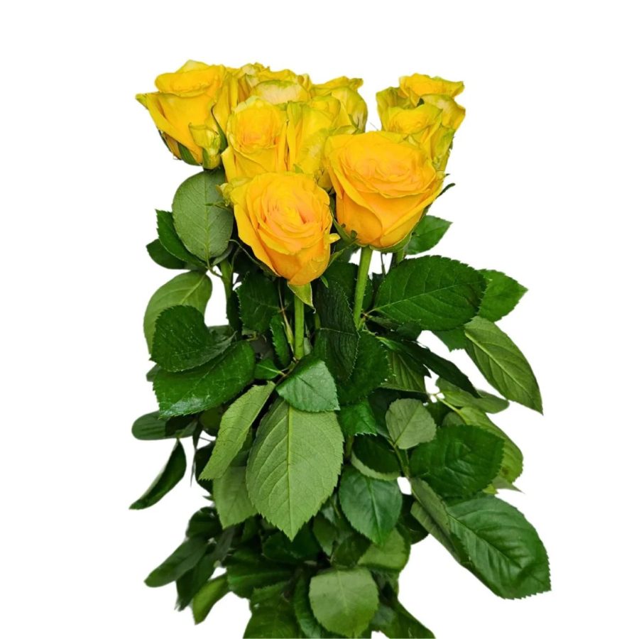 Yellow Chinese Rose 1 Piece