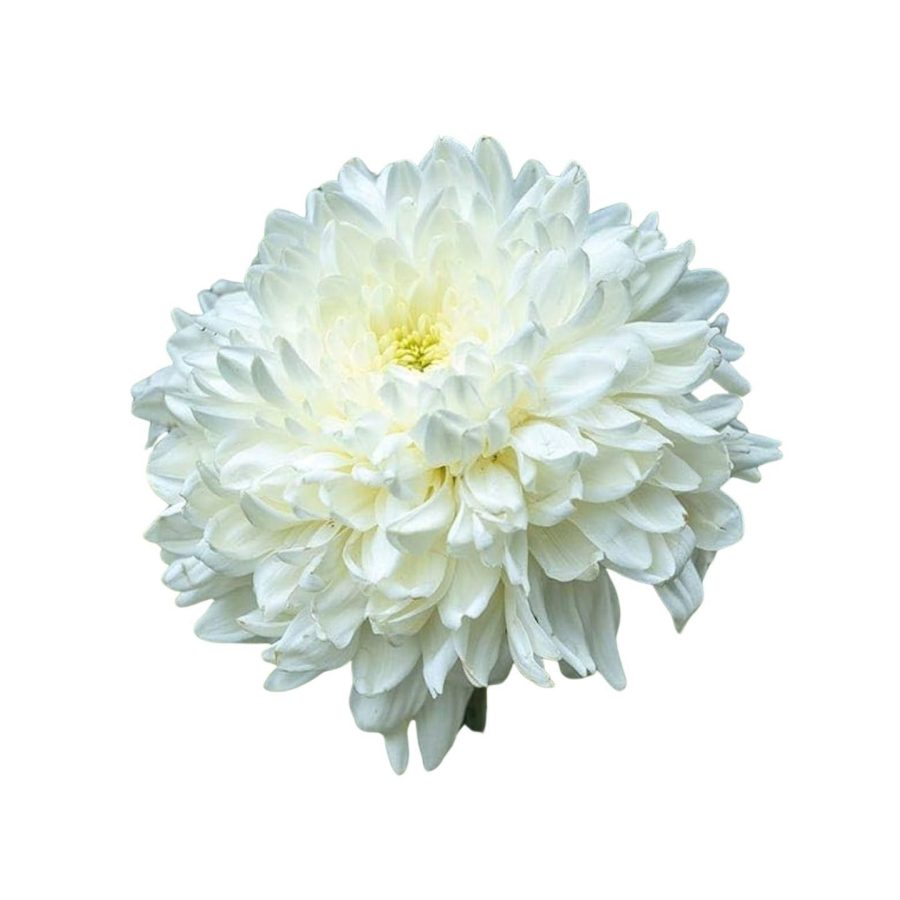 White Chandramallika 1 Piece