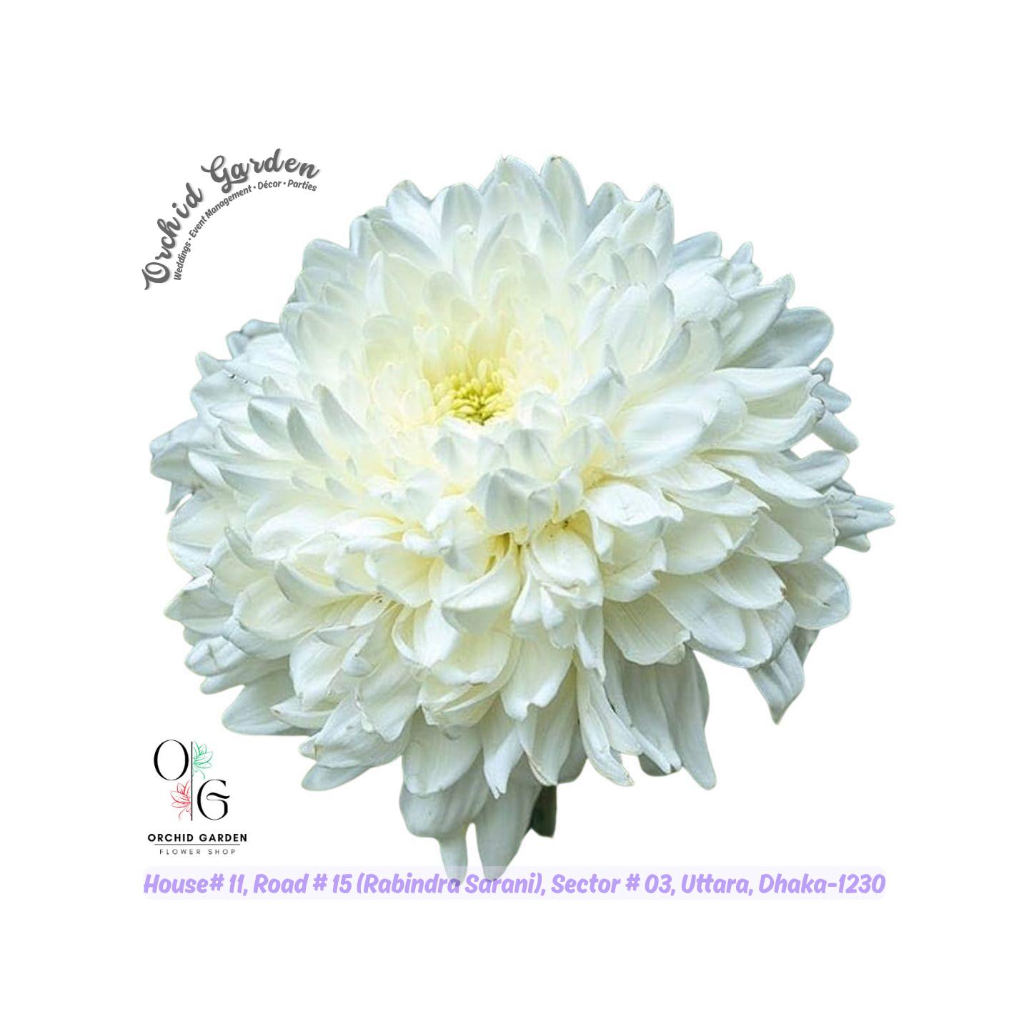 67ac4eb242b9d64e5e7d9c70.jpg White Chandramallika 1 Piece - Image 1