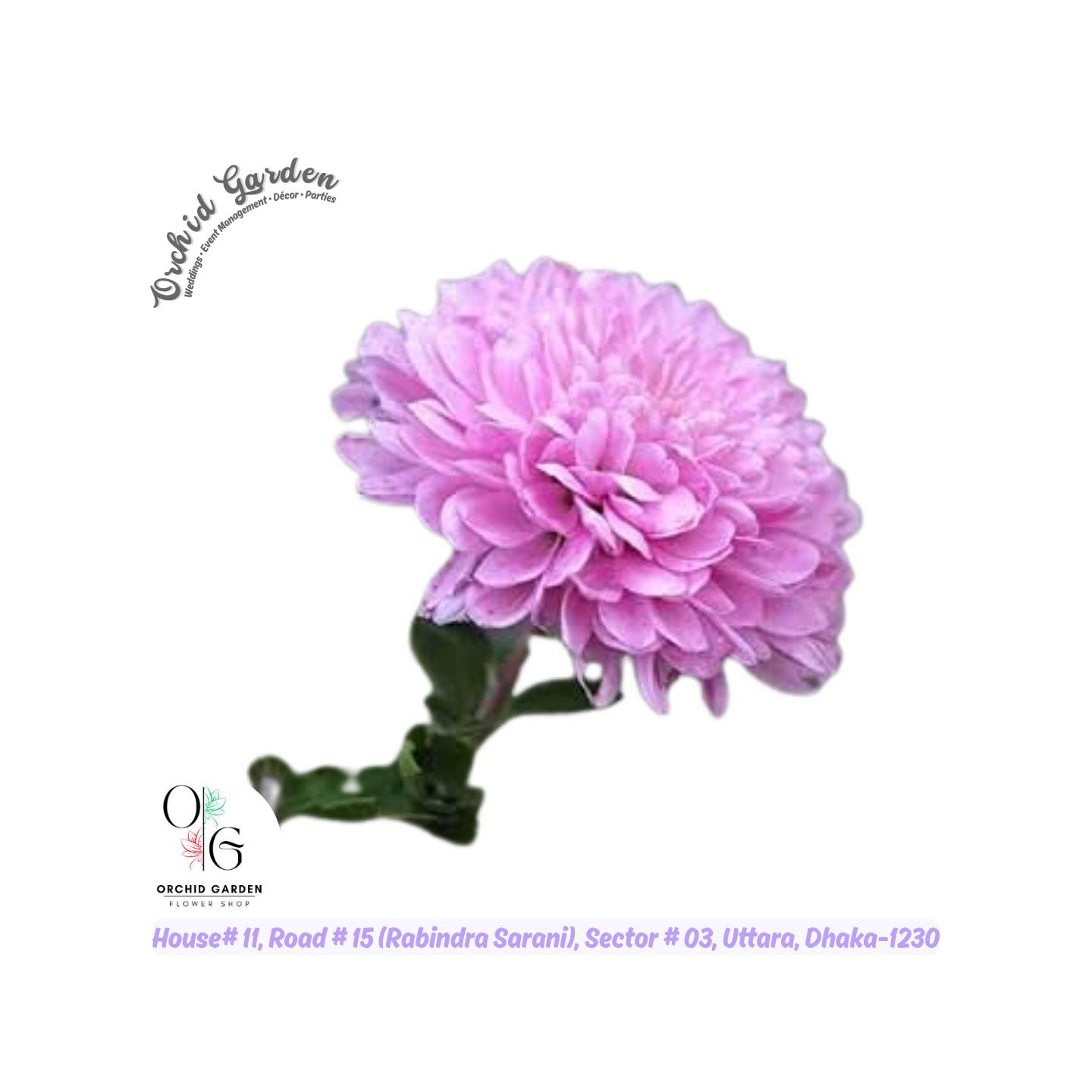 67ac514342b9d64e5e7d9e25.jpg Pink Chandramallika 1 Piece - Image 1