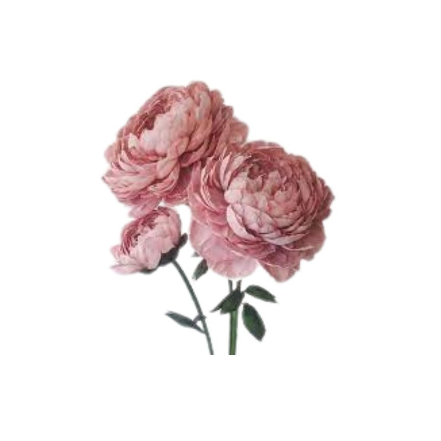 Pink Carnation Flower 1 Piece