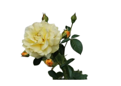 Chiness_Rose_Off_White_1pc.png Off White Chinese Rose 1 Piece - Image 1
