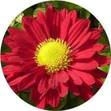 Curnnission_Flower_Red_1pc.jpg Red Carnation Flower 1 Piece - Image 1