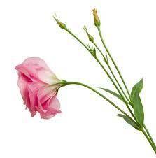 Estoma_Flower_Pink_1stick-1.jpg Pink Eustoma Flower Stick 1 Piece - Image 1