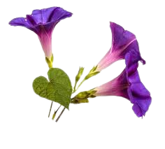 Gloria_Flower_Violet_1pc.png Violet Gloria Flower 1 Piece - Image 1