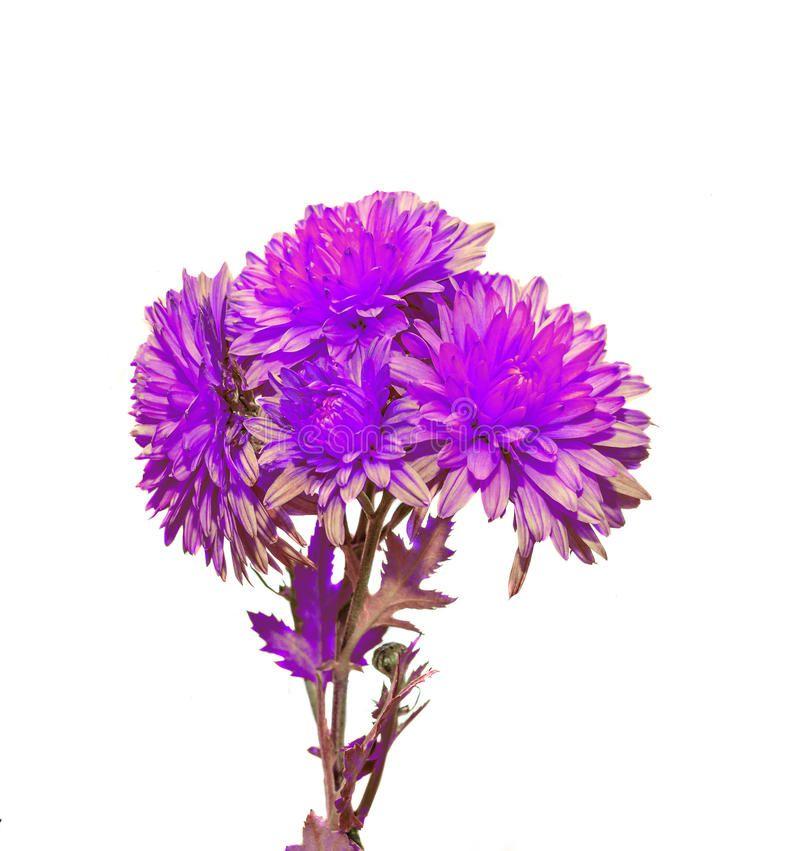 Mum_Flower_Stick_Violet_1pc.jpg Violet Mum Flower Stick 1 Piece - Image 1