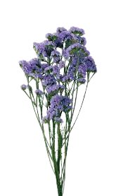Statis_Flower_Stick_Purple_1pc.png Statice Flower Stick Purple 1 Piece - Image 1