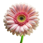 Fresh Flower Bouquets